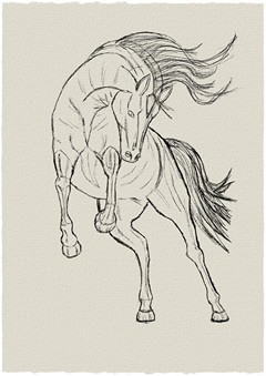 Horse for Color Drawing